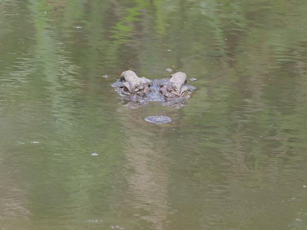 <h3><a href="/trips/tanzania/biota/animalia/chordata/crocodylia/crocodylidae/crocodylus niloticus/crocodylus niloticus-nl.html">Crocodylus&nbsp;niloticus</a> / Nile&nbsp;crocodile / Nijl&nbsp;krokodil</h3>OM-1 Mark II met OLYMPUS M.150-400mm F4.5 TC, 1/2000 sec  bij F5.6, ISO 3200, afstand 29.9&nbsp;m
